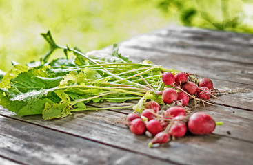Red, healthy bio radish straight from the garden