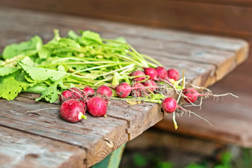 radishes from my garden