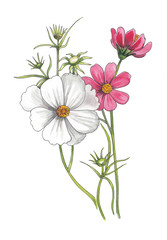 Watercolor illustration of cosmos flowers.