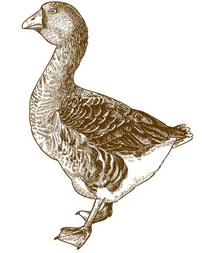 engraving illustration of domestic goose