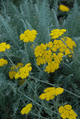 Achillea Clypeolata © HVPM dev