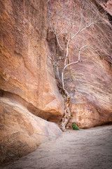 died tree into canyon