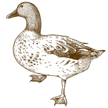 engraving drawing illustration of duck bird
