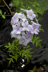 Solanum Wendlandii