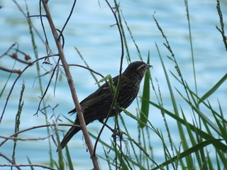 Bird Perched in Grass Near Water