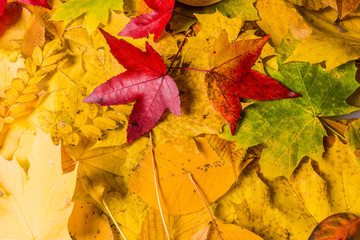 Obraz premium background of autumn leaves. Autumn background