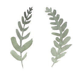 Two abstract green fern branches painted in watercolor on clean white background