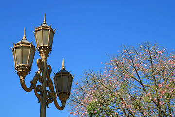 Fototapeta na wymiar Gold Colored Classy Lamp Post with Flowering Silk Floss Tree against Vivid Blue Sky in Buenos Aires, Argentina 