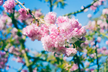 Beautiful cherry in spring time