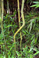 Phyllostachys Aureosulcata