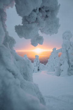 Snow covered trees at sunset