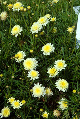 Argyranthemum Larita