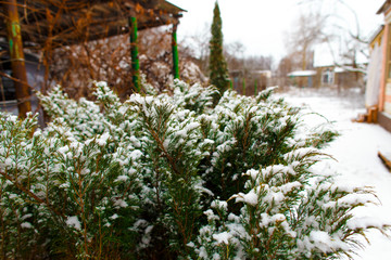 Fototapeta na wymiar spruce shrub in the snow