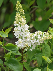 Thyrses de lilas commun de couleur blanc (Syringa vulgaris)