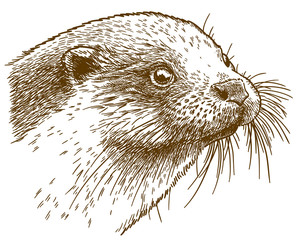 engraving illustration of otter head