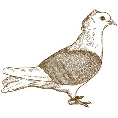 engraving illustration of pigeon bird