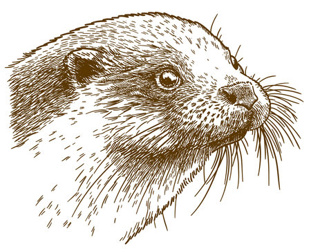 how to draw a sea otter face