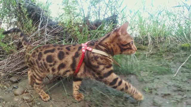 One cat bengal walks on the green grass. Bengal kitty learns to walk along the forest. Asian leopard cat tries to hide in the grass. Reed domesticated cat in nature. Domestic cat on beach near river.