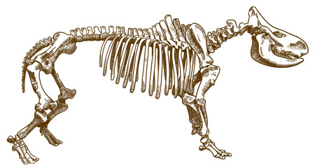 engraving illustration of rhinoceros skeleton © Andrii_Oliinyk