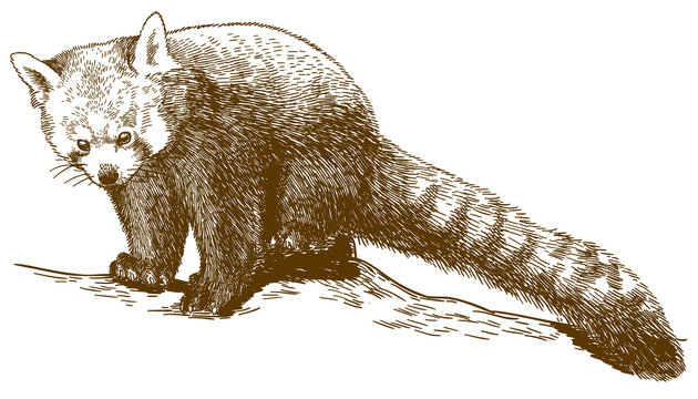 engraving illustration of red panda