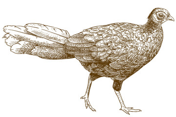 engraving illustration of female silver pheasant