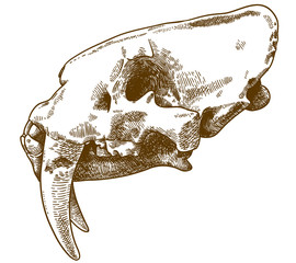 engraving illustration of smilodon skull