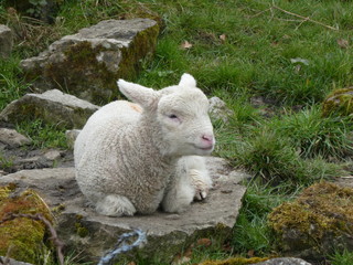 Obraz premium Derbyshire