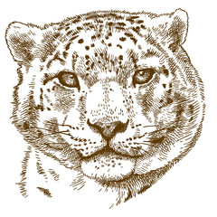 engraving illustration of snow leopard head