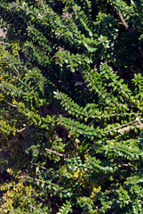 Myrtus Communis Microphylla