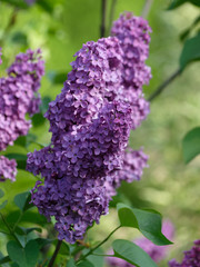 Fleurs de Lilas commun ou lilas fran&ccedil;ais (Syringa vulgaris)