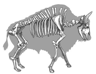 engraving illustration of bison skeleton