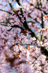 Kirschblüte 2