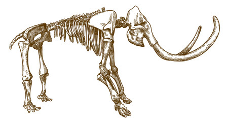 engraving illustration of mammoth skeleton