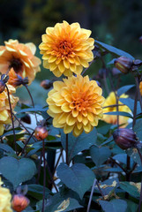 Dahlia David Howard