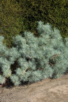Artemisia Arborescens