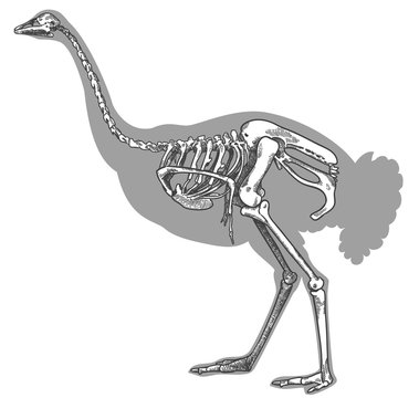 engraving illustration of ostrich skeleton
