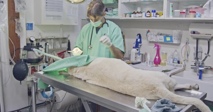 Veterinary surgery - Veterinarian operating a white dog in a pet clinic