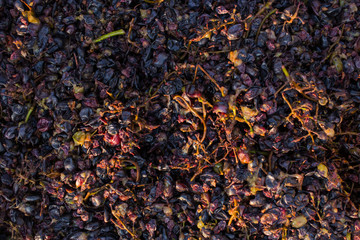 Wine-making. Technology of wine production. The folk tradition of making wine. Wine production in Moldova. The ancient tradition of grape processing.