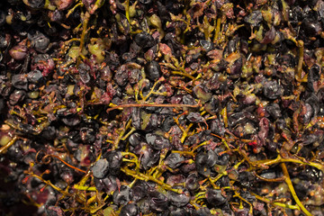 Wine-making. Technology of wine production. The folk tradition of making wine. Wine production in Moldova. The ancient tradition of grape processing.