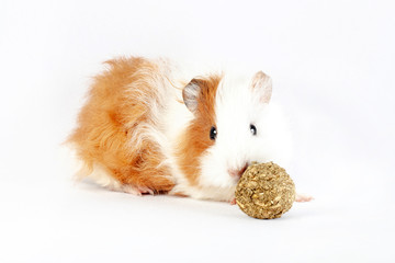 Guinea pig, small rodent and treat ball,