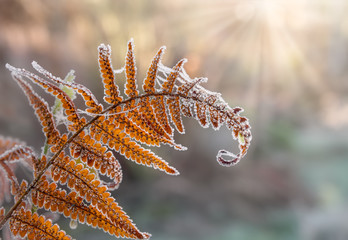 A faded fern leaf with spores and spider webs covered with hoar frost  - Powered by Adobe
