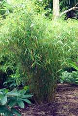 Fargesia Murielae Simba