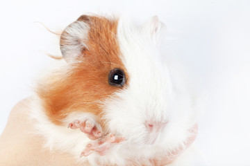 Funny guinea pig and hands