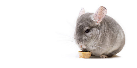 Obraz premium Сute furry chinchilla eating crunchy snack nutrition on white background