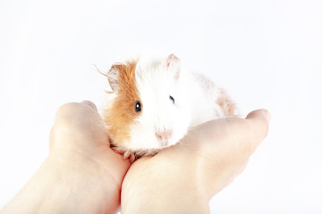 Funny guinea pig and hands