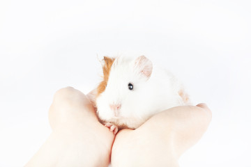 Funny guinea pig and hands