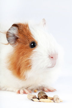 Guinea pig, a small rodent eating cereal food delicacies