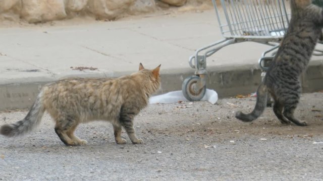 A fluffy stray cat encourages another cat, jumps into the garbage can