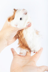 Funny guinea pig and hands