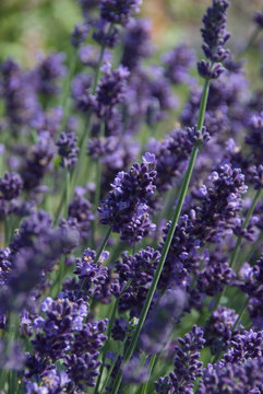 Lavandula Angustifolia Aromatico Blue